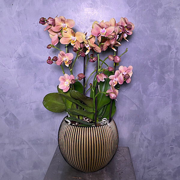 Peach Midi Orchids