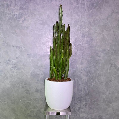 Cactus Euphorbia 1