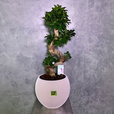 Bonsai Tree 75 cm