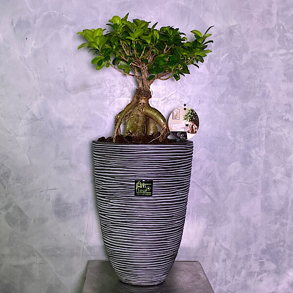 Lucky Bonsai Tree