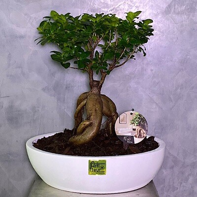 Lucky Bonsai plate