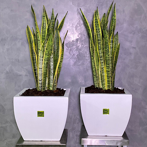 Snake plants duo