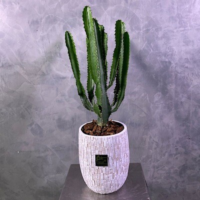 Cactus 60
