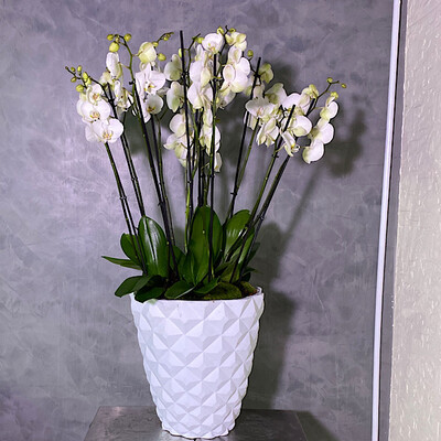 Luxury Heraldry Orchids