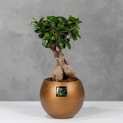 Bonsai Ficus 40