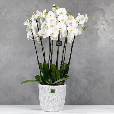 Write orchids 4