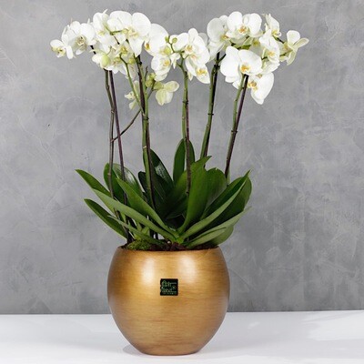 Gold bowl orchids 3