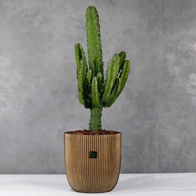 Cactus Euphorbia 110