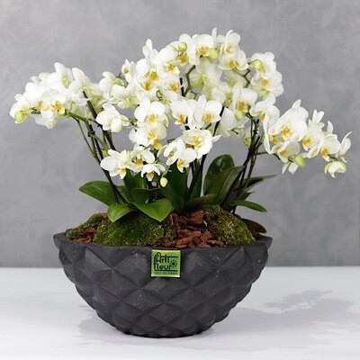 Bouqueto Midi Orchids