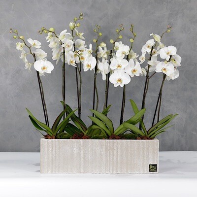 Orchids container 4