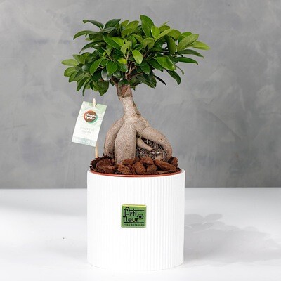 Mini bonsai tree