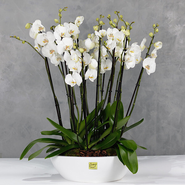 Orchids bowl 5