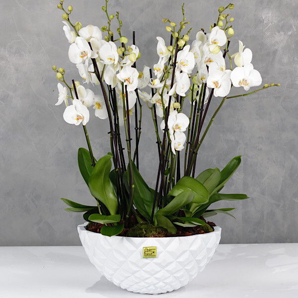 Deluxe bowl orchids 5