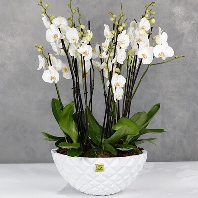 Deluxe bowl orchids 5