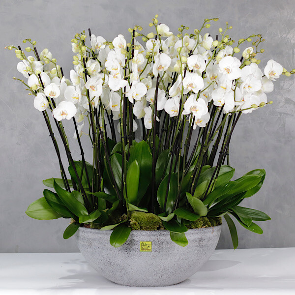 Jumbo Arrangement 50 Flowersticks Orchids