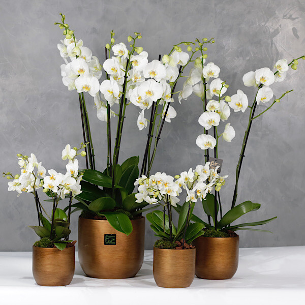 orchids set of 4