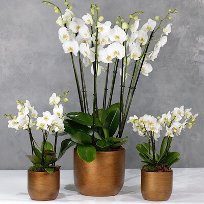 Orchids set of 3