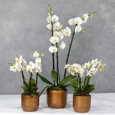 Orchids set of 3