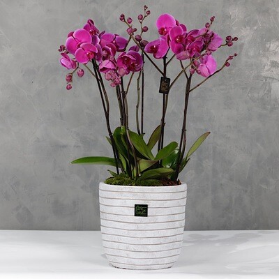 Purple orchids pot 3