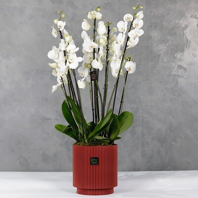 Red pot orchids 3