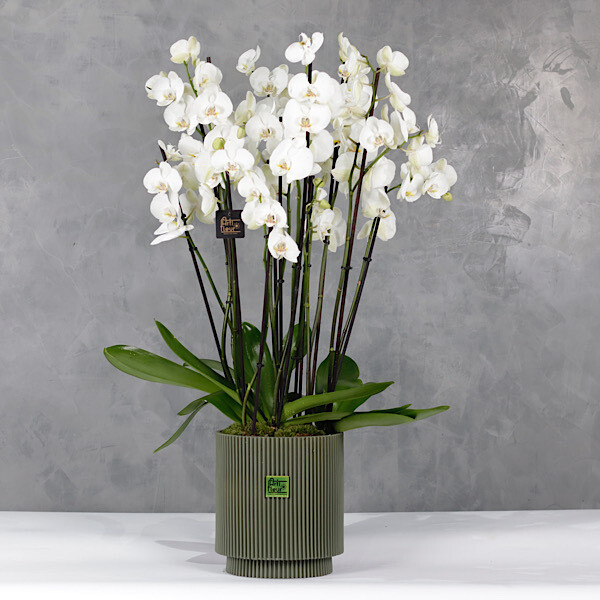 Green orchids pot 3