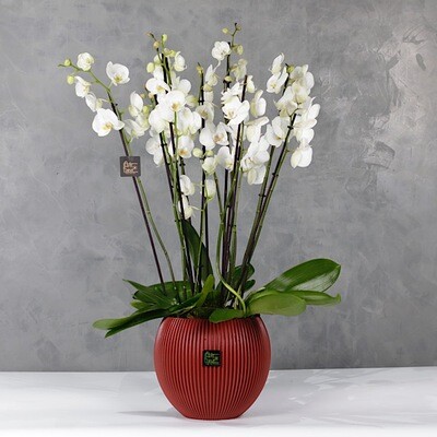 Red bowl orchids 3