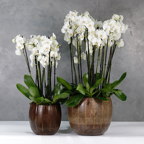 Duo Brown Goldish Metal Vases With Great Dutch XL Orchids