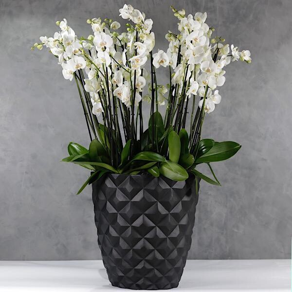 Bigg Gift 30 Orchidsticks XXL Capi Vase 130 cm