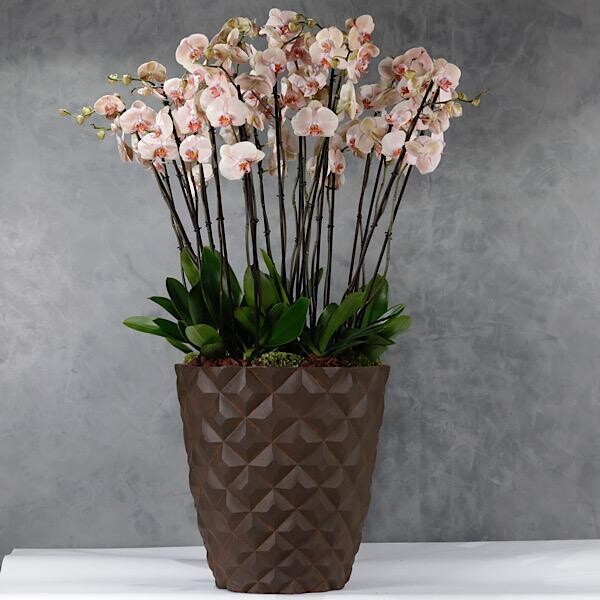 Peach XXL Orchids in a Capi Design Vase 20 Sticks