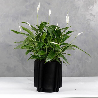Peace Lily In A Nice Design Cylinder Vase