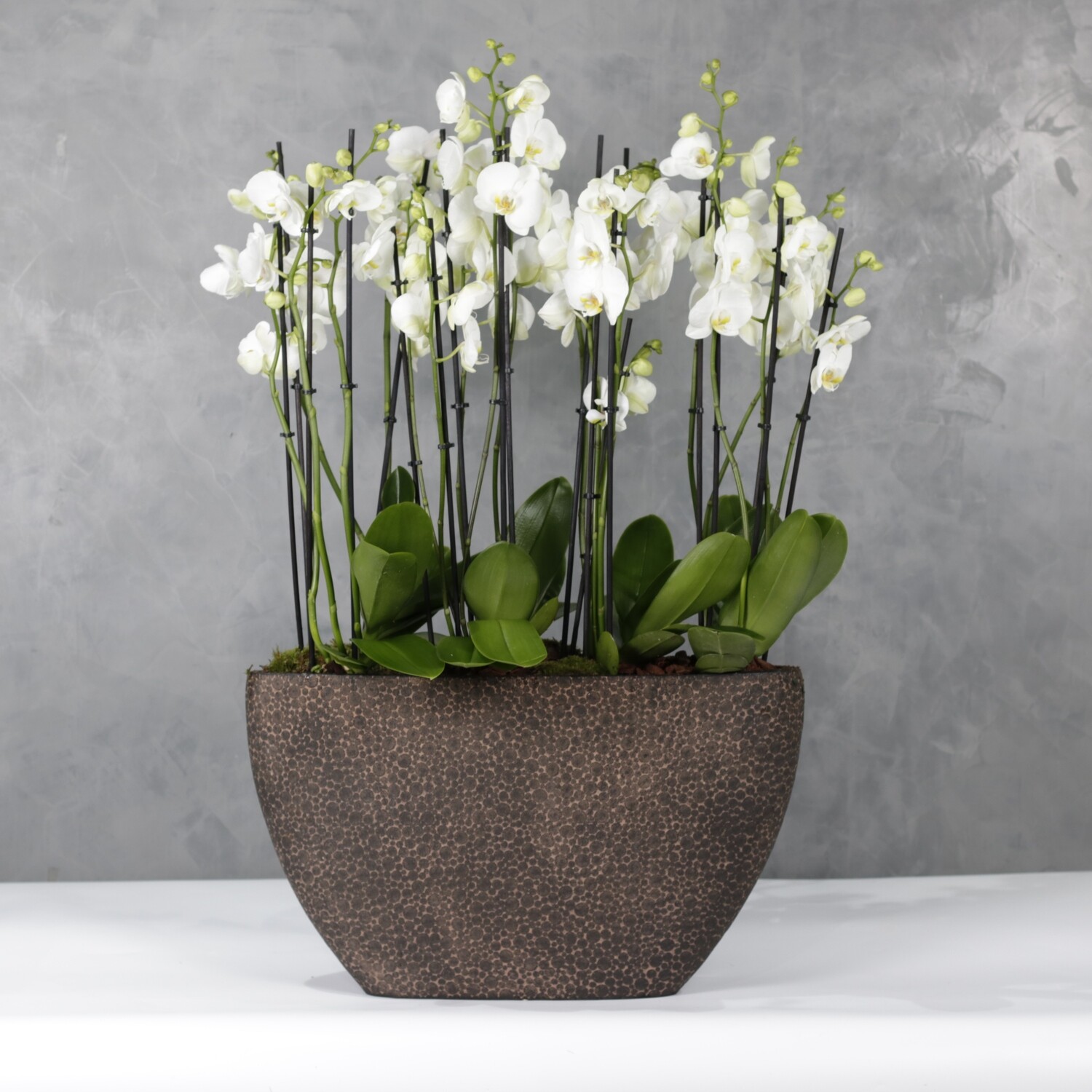 Oval orchids 4