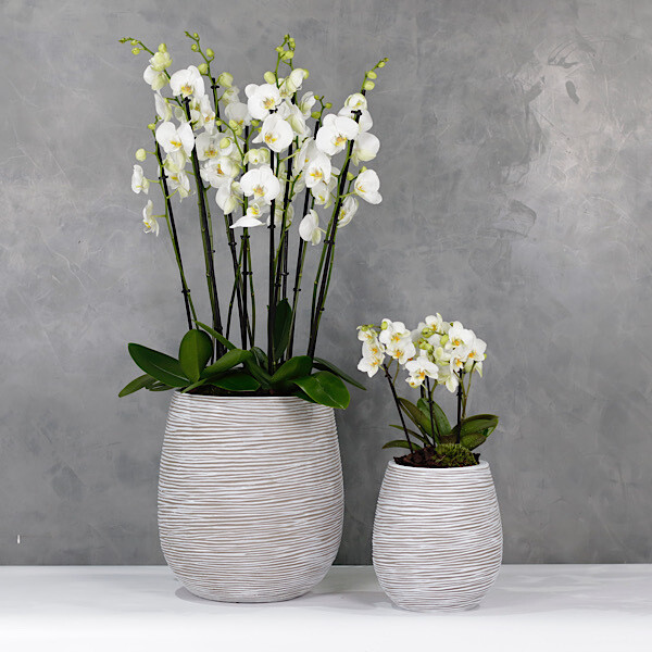 Orchids Egg duo