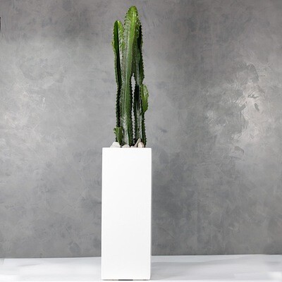 Cactus plants 3