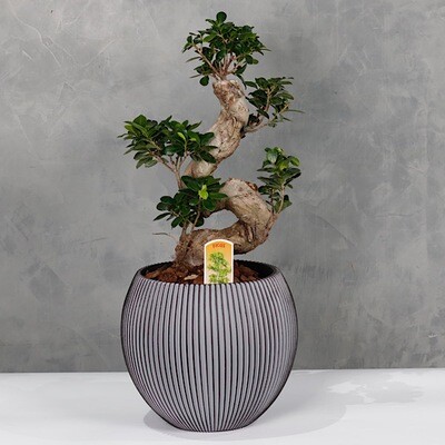 Ficus Bonsai bowl
