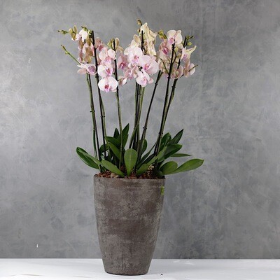 Pink & peach orchids 5