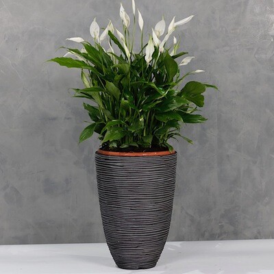 Spathiphyllum vase