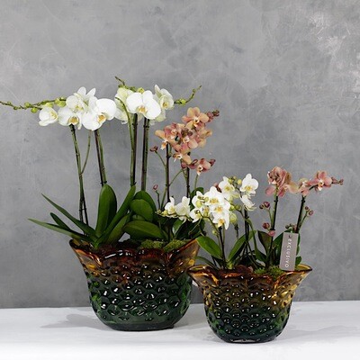 Orchids set of 2