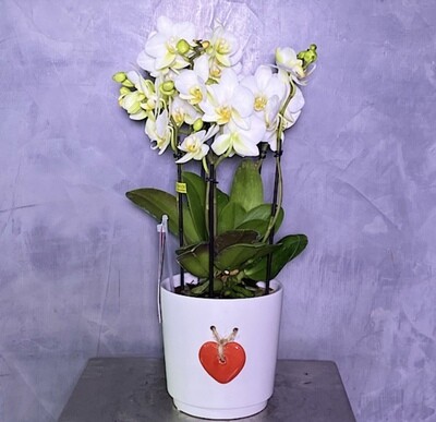 Loving you bouquetto orchids