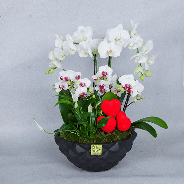Beethoven orchids