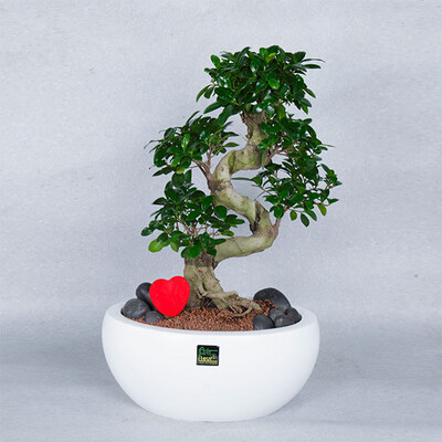 S Line Lucky bonsai love