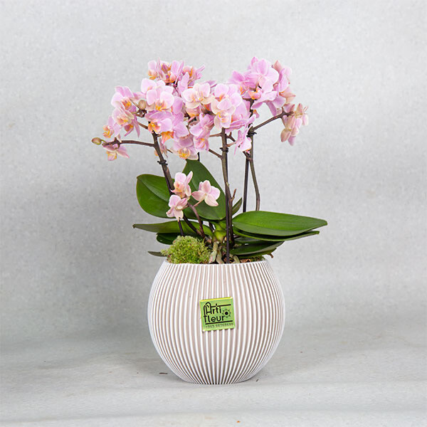 Lovely pink orchids
