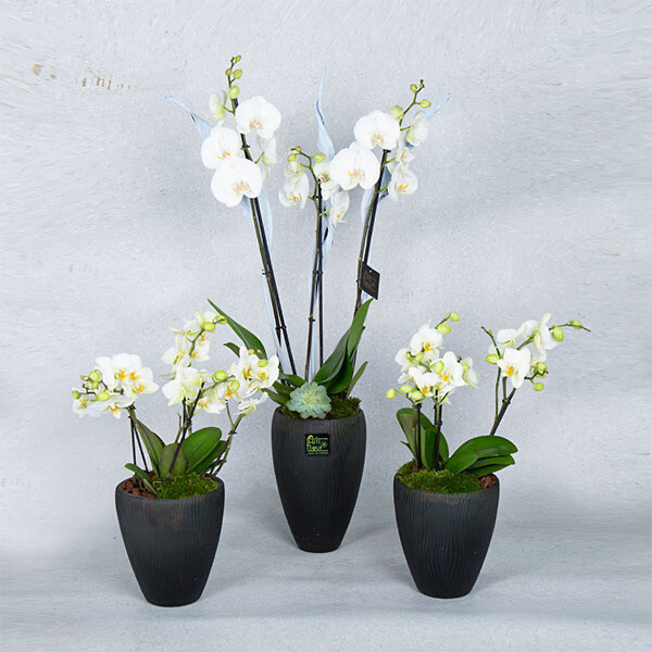 Special orchids in special vases