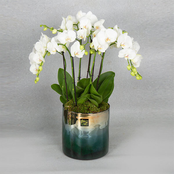 Special Beethoven orchids