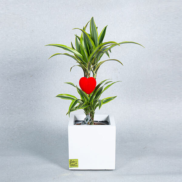 love plants