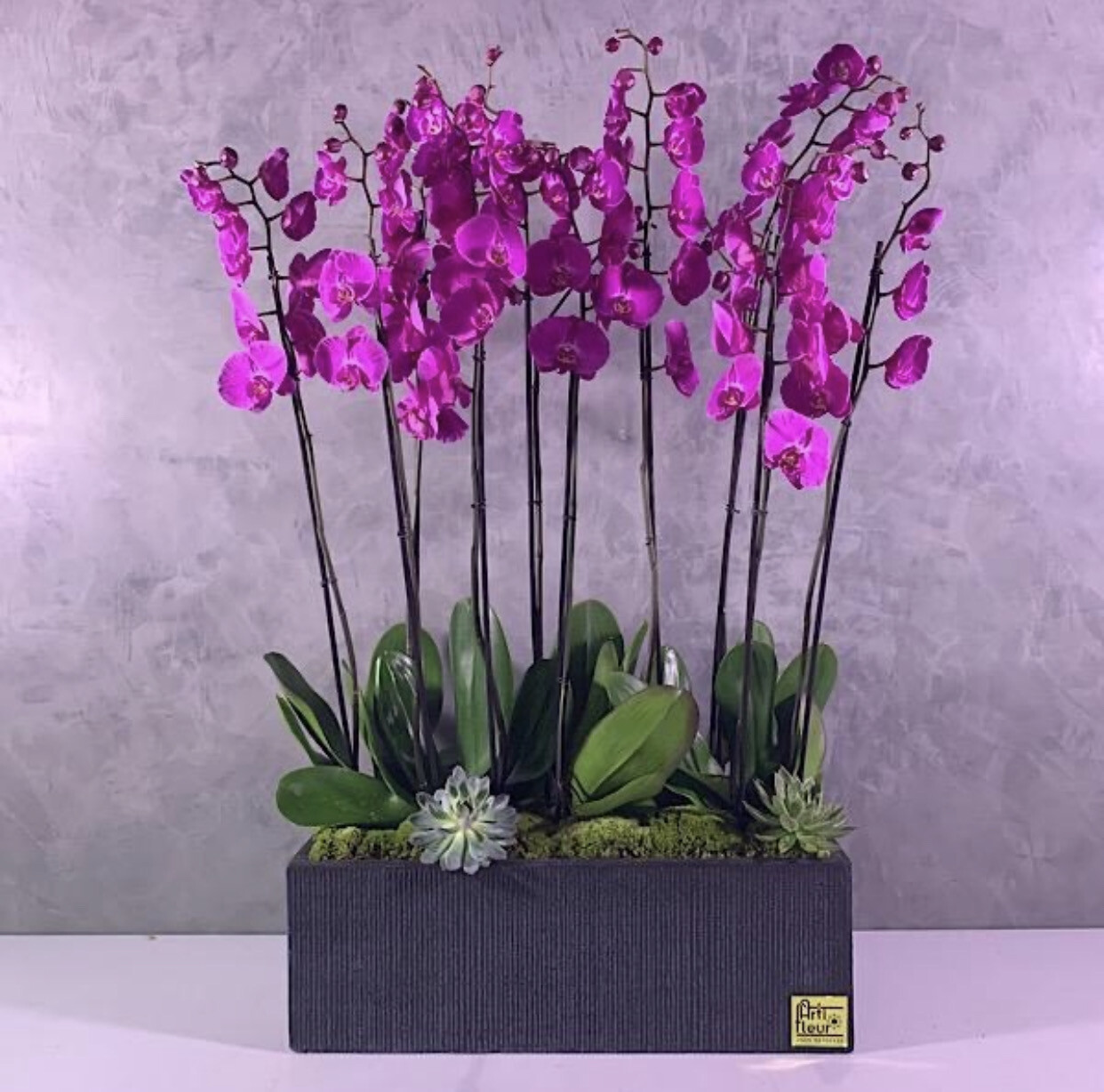 Jumbo purple orchids xxl