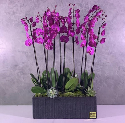 Jumbo purple orchids xxl