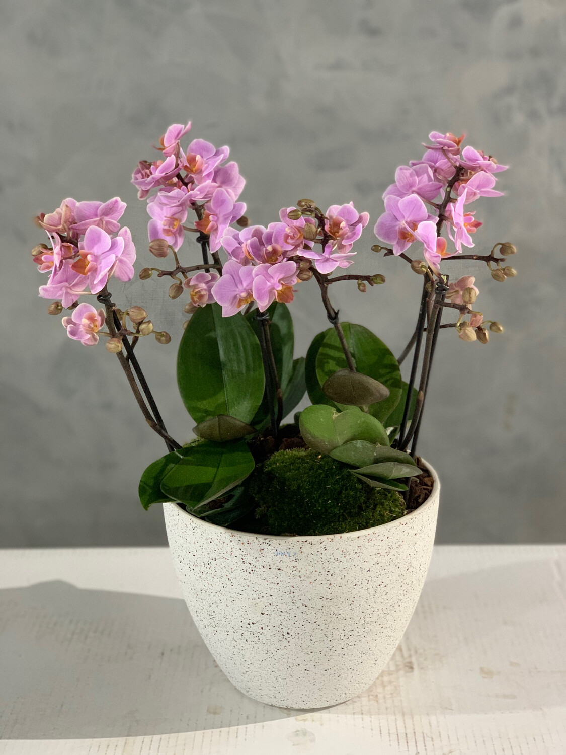 Pinky pinky midi orchids