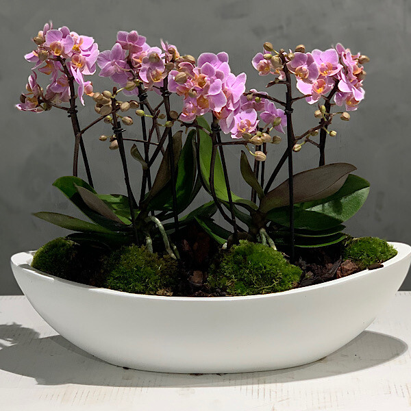 Orchids boat with bouquetto midi orchids