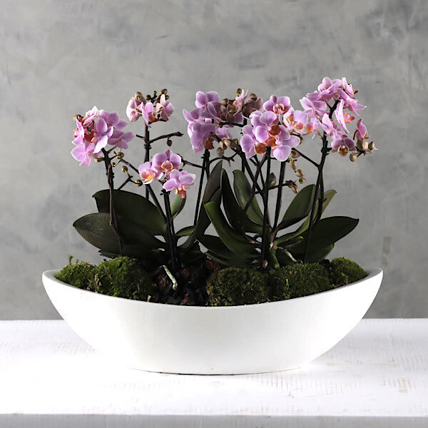 Polystone boat with pink Midi orchids