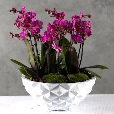 Purple Midi Orchids